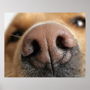 Poster Gros plan extrême sur le nez d'un chien.