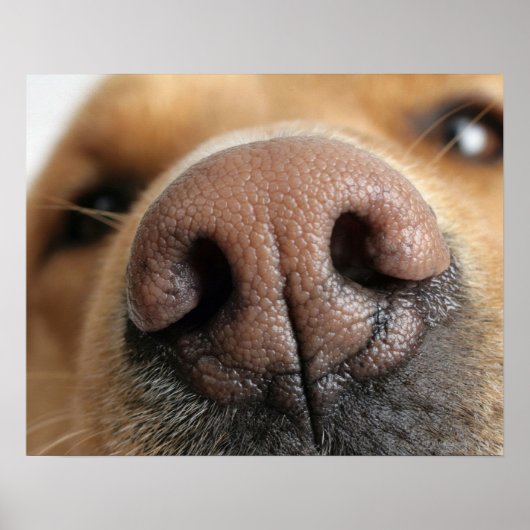 Poster Gros plan extrême sur le nez d'un chien. (Devant)