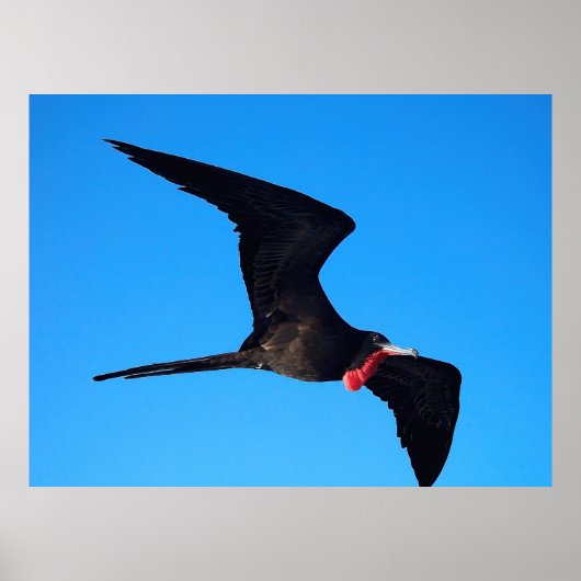Poster Gros plan Frigatebird (Devant)