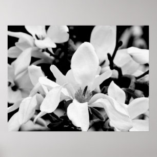 Poster Gros plan Magnolia Blooms Art