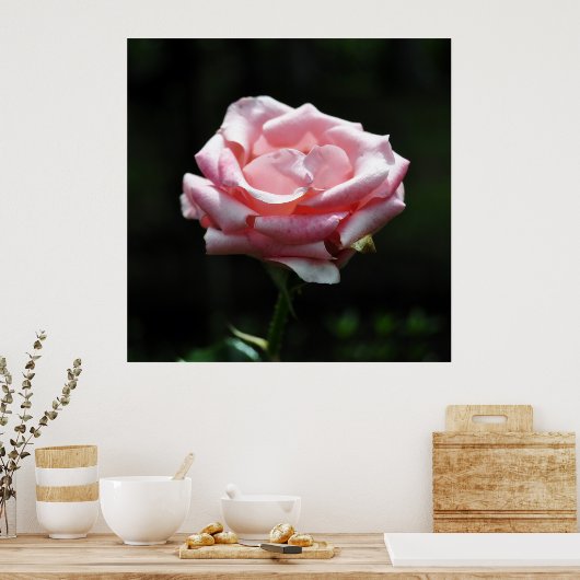 Poster Gros plan Rose (Cuisine)