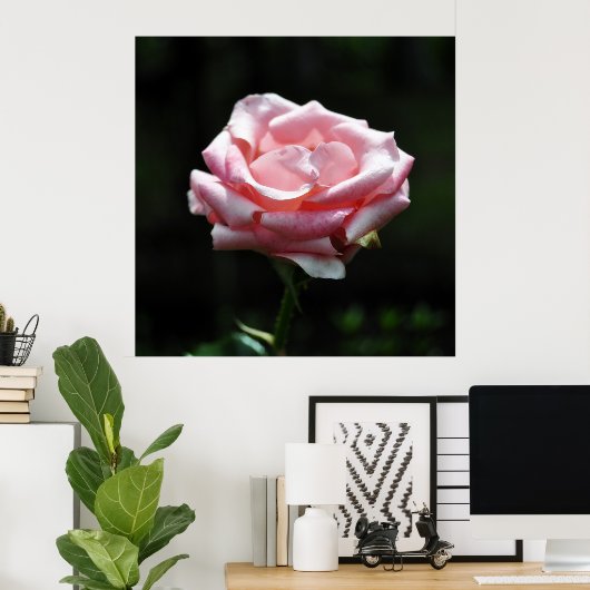 Poster Gros plan Rose (Bureau à domicile)