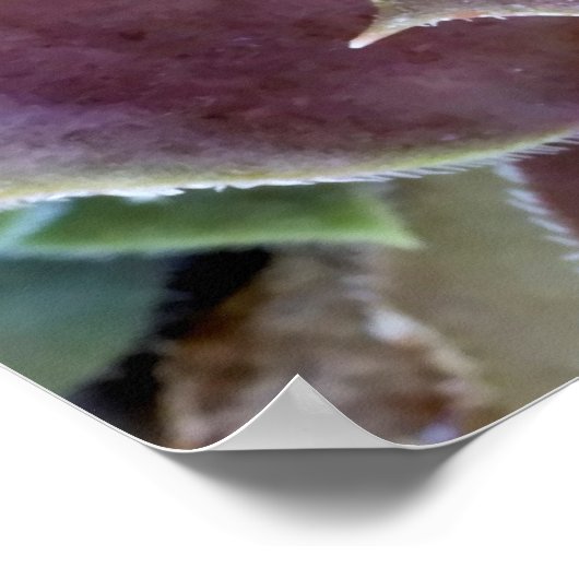 Poster Gros plan Succulent pourpre (Coin)