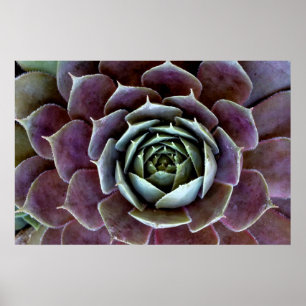 Poster Gros plan Succulent pourpre