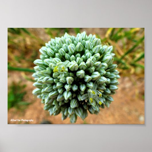 Poster Gros plan sur Allium, fleur d'oignon sauvage (Devant)