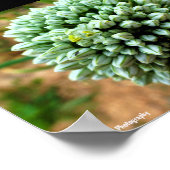 Poster Gros plan sur Allium, fleur d'oignon sauvage (Coin)