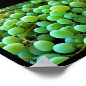 Poster Gros plan sur des raisins blancs (Coin)