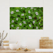 Poster Gros plan sur le cornouiller à fleurs blanches (Cuisine)
