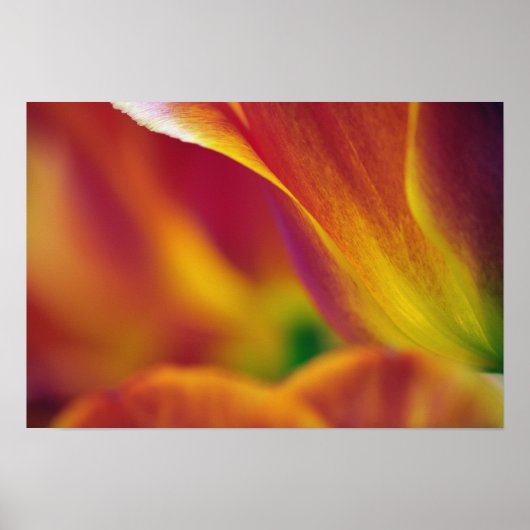 Poster Gros plan sur le dessous de la fleur de tulipe, 4 (Devant)