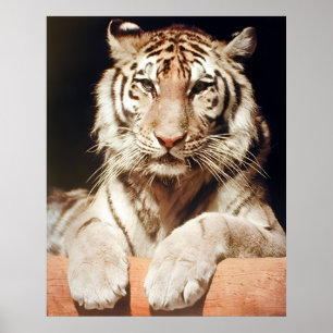 Poster Gros plan sur le tigre du Bengale blanc Faune Feli
