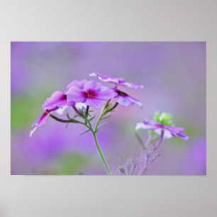 Poster Gros plan sur Phlox de Drummond, Phlox drummondi,