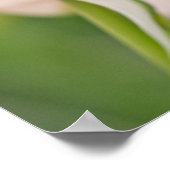 Poster Gros plan sur tulipe et bourgeon (Coin)