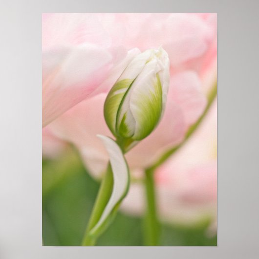 Poster Gros plan sur tulipe et bourgeon (Devant)