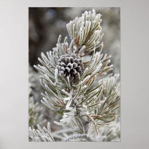 Poster Gros plan sur un cône de pin gelé, Yellowstone