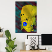Poster Gros plan sur un poisson ange (Bureau à domicile)