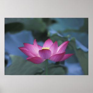 Poster Gros plan sur une fleur de lotus rouge et des feui