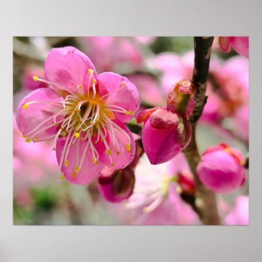 Poster Gros plan sur une fleur de prunier (Devant)