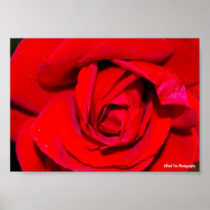 Poster Gros plan sur une rose rouge