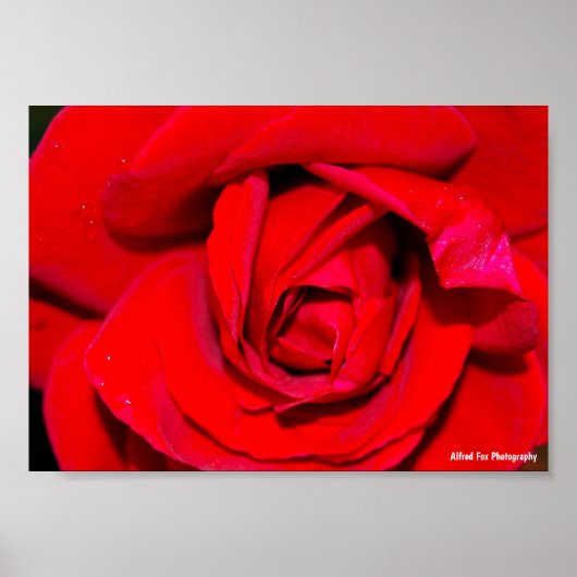 Poster Gros plan sur une rose rouge (Devant)