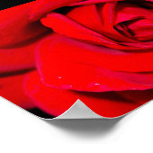 Poster Gros plan sur une rose rouge (Coin)
