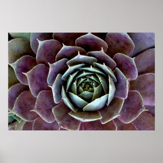 Poster Gros plan sur une succulente violette (Devant)