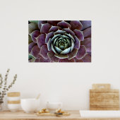 Poster Gros plan sur une succulente violette (Cuisine)