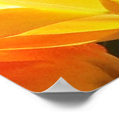 Poster Gros plan Tulipes orange et jaune (Coin)