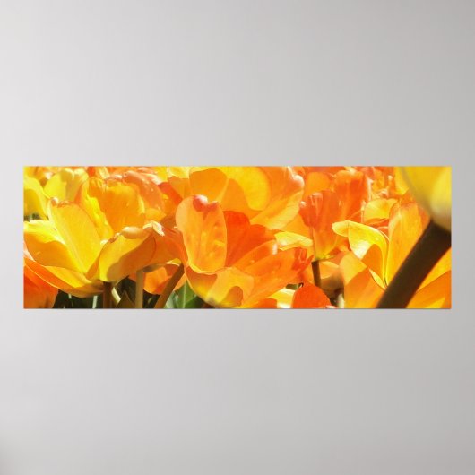Poster Gros plan Tulipes orange et jaune (Devant)