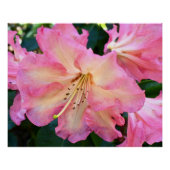 Poster Gros Rhododendron rose fleuri (Devant)