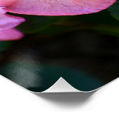 Poster Gros Rhododendron rose fleuri (Coin)