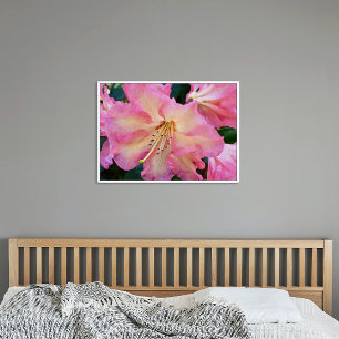 Poster Gros Rhododendron rose fleuri