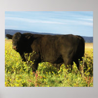 Gros taureau noir dans les tournesols - Toro - Tau