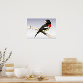 Poster Grosbeak à poitrine rose (Cuisine)