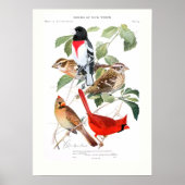 Poster Grosbeak et Cardinal (Devant)
