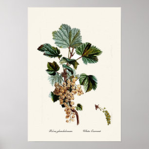 Poster Groseille blanche