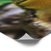 Poster Groseille Grenouille Vue de Près (Coin)