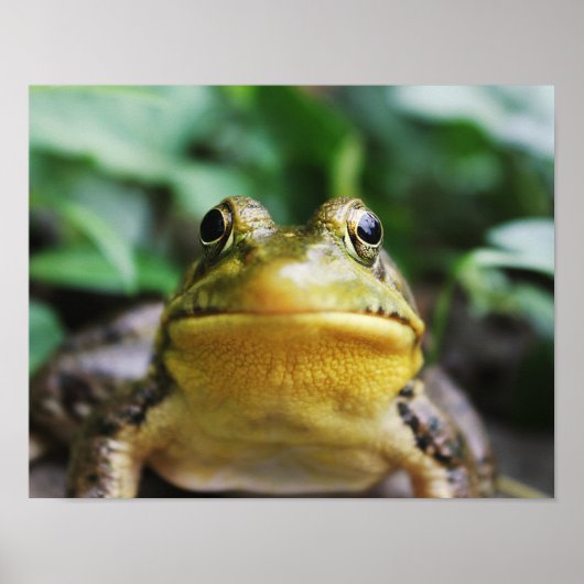 Poster Groseille Grenouille Vue de Près (Devant)