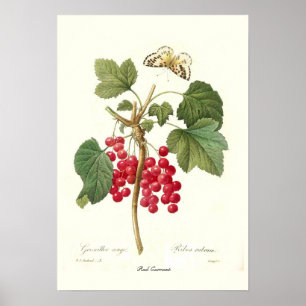 Poster Groseille rouge