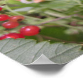 Poster Groseille rouge (Coin)