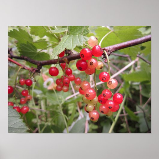 Poster Groseille rouge (Devant)