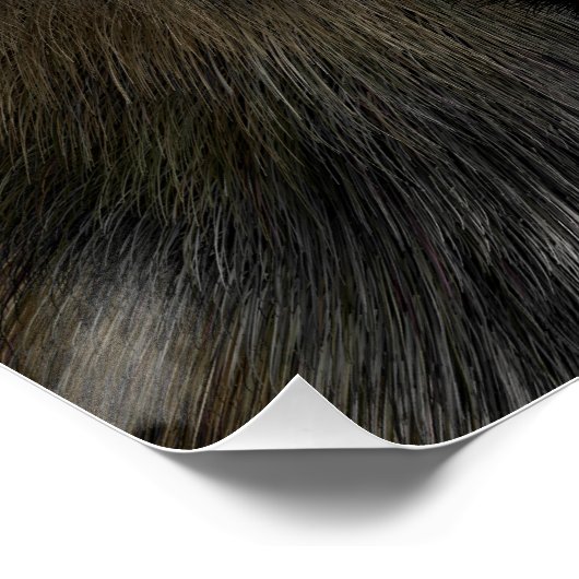 Poster Grosse chatte Panthère noire (Coin)