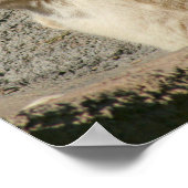 Poster Grosse corne Mouton rire (Coin)