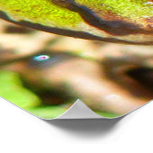 Poster Grosse d'eau commune (Coin)