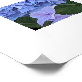 Poster Grosse Fleur d'Hydrangea à Tête Bleue (Coin)