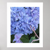 Poster Grosse Fleur d'Hydrangea à Tête Bleue (Devant)