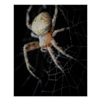 Grosse merveille : Araignée européenne