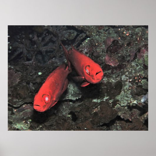 Poster Grosse 'Ol Pair de Bigeyes (Devant)