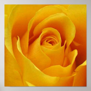 Poster Grosse rose jaune