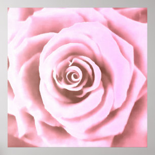 Poster Grosse rose pâle