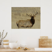 Poster Grosse taureau d'Elk E30 (Cuisine)